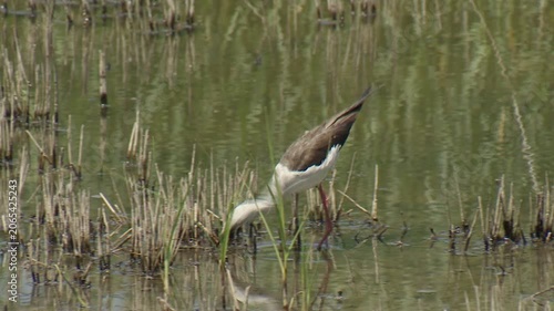 Black-winged Stilt (Himantopus himantopus) searches for food in the water.

