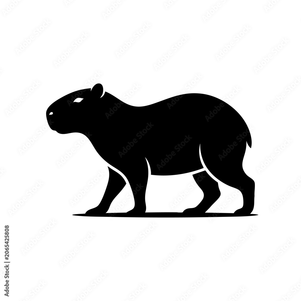 Fototapeta premium A capybara walks alone on a plain surface in profile view.