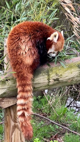 Vertical shot. Red panda eating bamboo leaves on a windy day.

