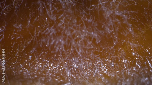 Oyster Mushroom Mycelium Growing on Nutrient Medium, Extreme Macro Timelapse, 4K