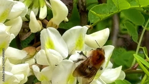 Bumblebee Foraging on White Acacia Flowers – Nature Pollination Close-Up Footage