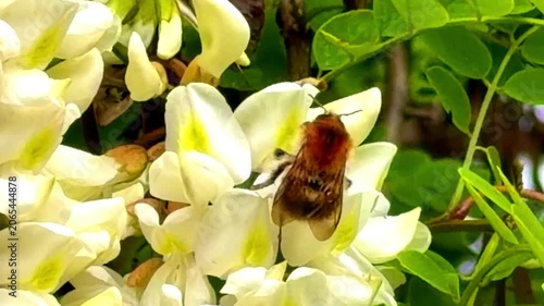 Fluffy Bumblebee Foraging on White Acacia Flowers – Nature Macro Footage