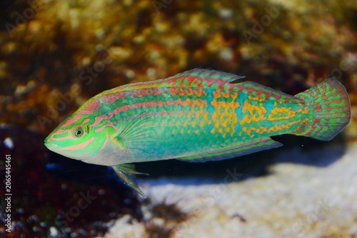 Photos Lateral view of an Adorned wrasse (Halichoeres cosmetus)