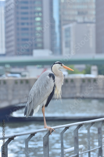 中之島の青鷺