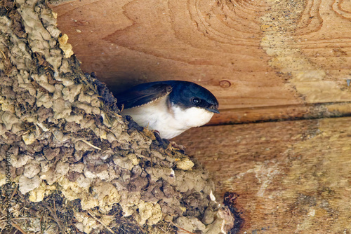 Mehlschwalben beim Nestbau	
