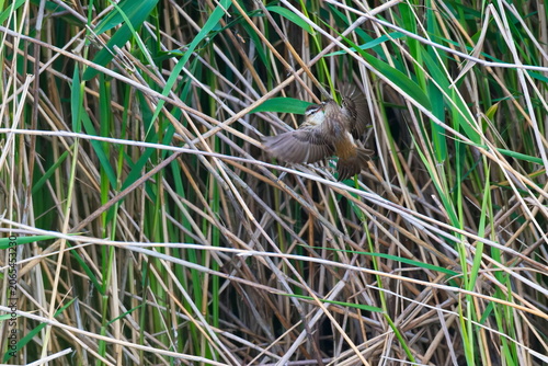 Revierkampf bei den Schilfrohrsänger ( Acrocephalus schoenobaenus ) während der Balz an der Ostsee	
