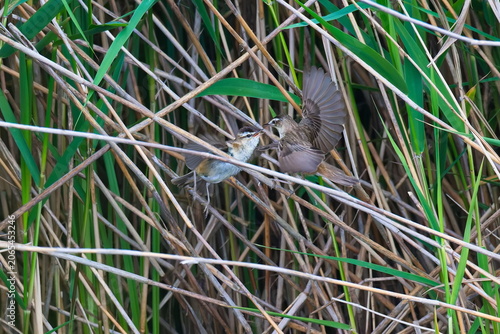 Revierkampf bei den Schilfrohrsänger ( Acrocephalus schoenobaenus ) während der Balz an der Ostsee	

