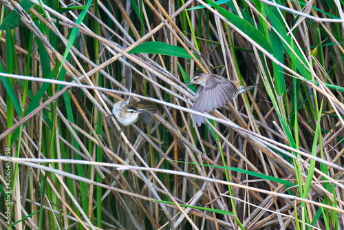 Revierkampf bei den Schilfrohrsänger ( Acrocephalus schoenobaenus ) während der Balz an der Ostsee	
