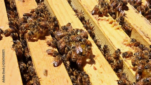 Bees are busy collecting nectar, building honeycomb inside beehive in warm weather.
