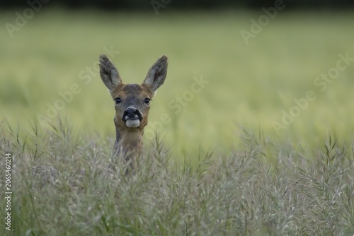 Roe deer (Capreolus capreolus) adult female doe animal in a farmland cereal field in summer, England, United Kingdom
