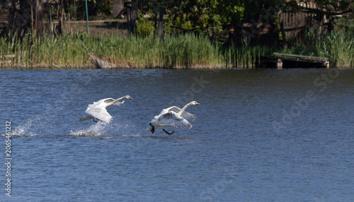 Schilderij op canvas Two mute swans running on water surface taking off from lake