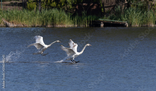Foto Pair of mute swans taking off from river surface, splashing water, side view