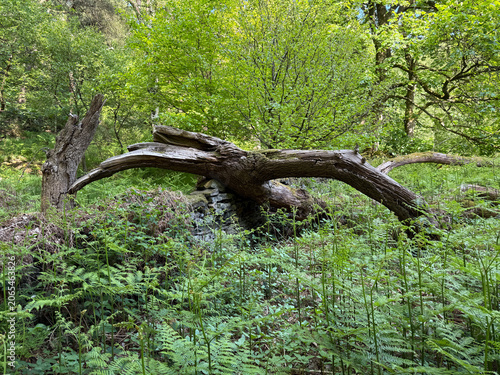 A massive twisted tree trunk rests on the lush forest floor, surrounded by vibrant green leaves. Sunlight streams through the thick canopy above, casting dappled patterns in Hewenden, Yorkshire, UK.