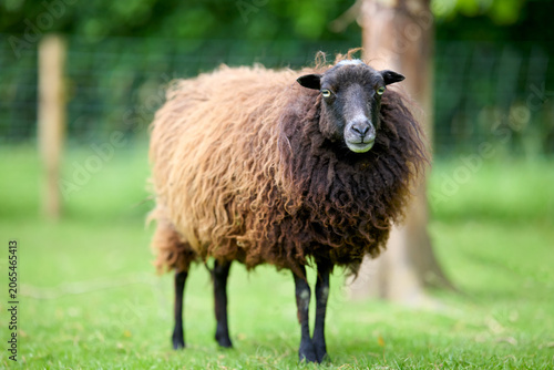 Tableau sur toile A striking black-faced ouesant sheep with thick, curly brown wool stands attentively in a vibrant green pasture