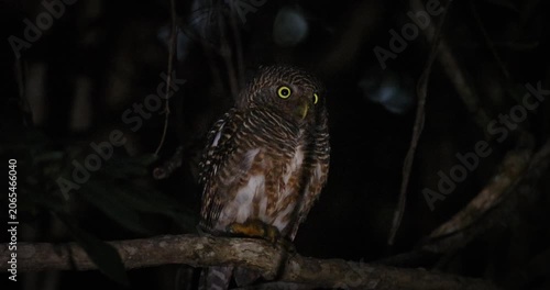 Asian Barred Owlet perched on tree branch in dark tropical forest at night. Glaucidium cuculoides looking around with yellow eyes in nocturnal environment. Close-up shot.