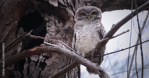 Spotted owlet (Athene brama) perched on a tree branch next to a nesting hollow in a forest during the day. Close-up shot of the bird looking directly at the camera. Slow motion.