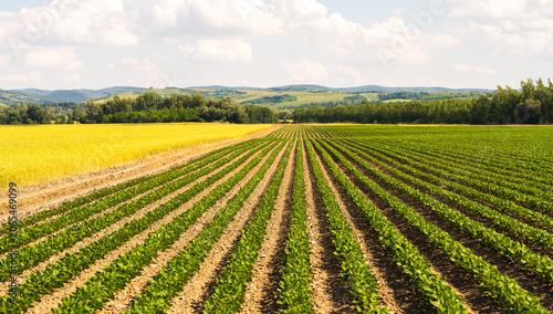 Foto Landscape of soybean field during vegetative growth stage in Serbia