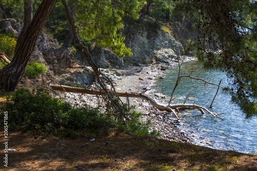 Vászonkép shady seashore