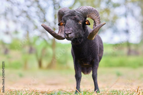 Φωτογραφία Striking portrait of a magnificent black ouessant ram standing proudly in a lush green field