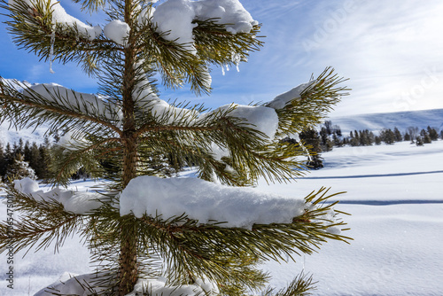 Fotografija Close-up of pine tree in snow covered field