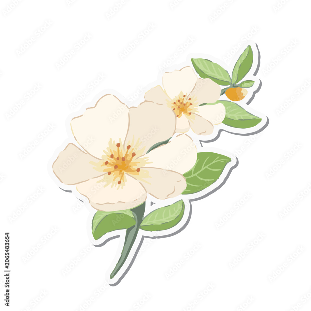 Fototapeta premium Blooming Wild Flower Botanical Collection for Wedding Invitation, Floral Decoration and Elegant Design
