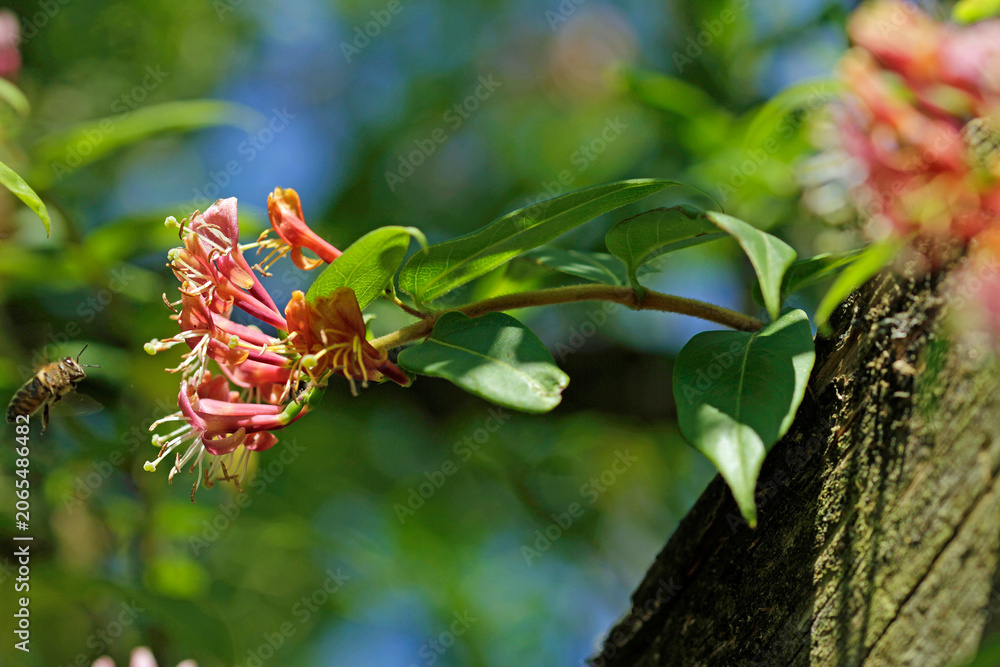 Fototapeta premium Evergreen honeysuckle in the summer