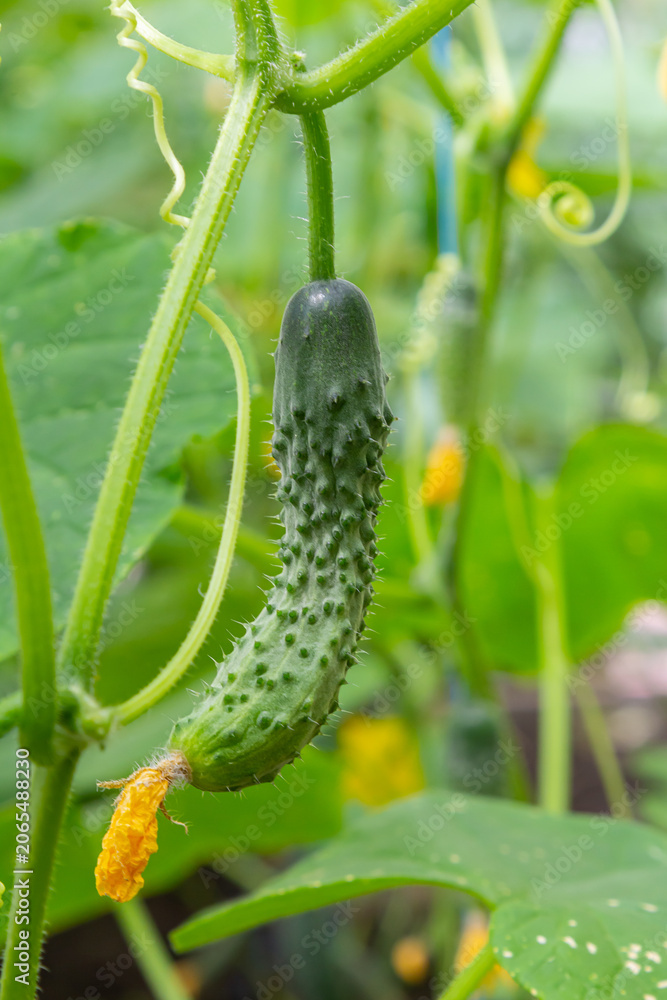 Fototapeta premium Cucumber growing on vine in a lush garden under natural sunlight showcasing healthy plant development