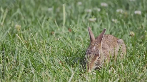 Cute bunny rabbit eating apple slice in grassy field macro closeup. 