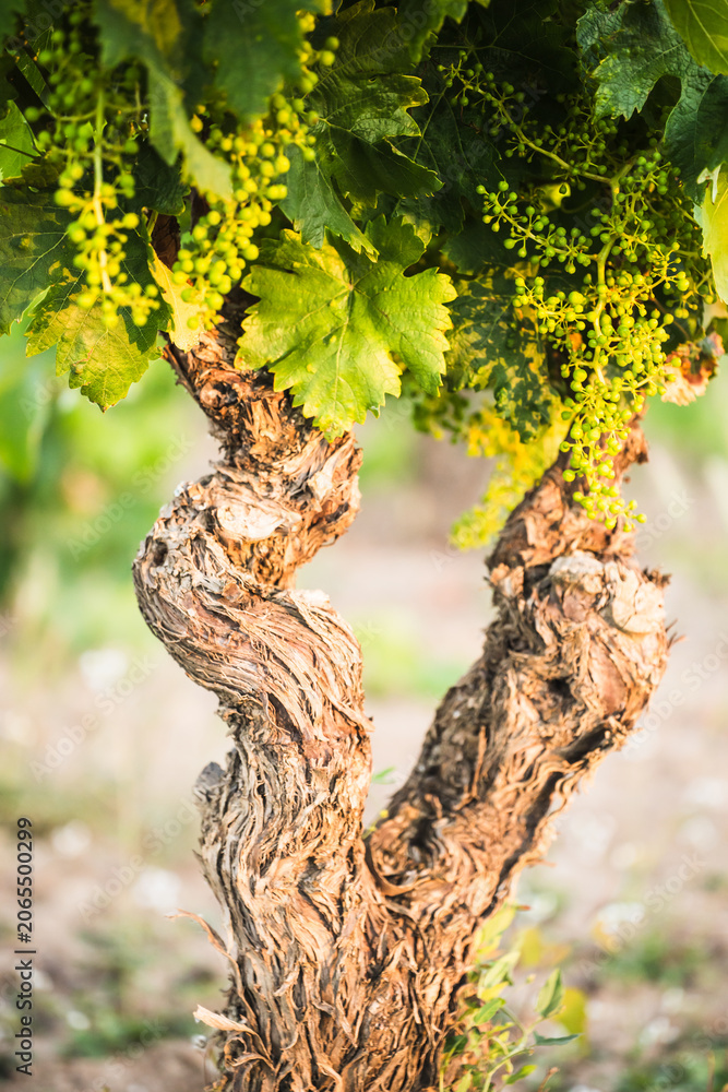 Fototapeta premium Gnarled Grapevine Trunk with Young Green Grapes