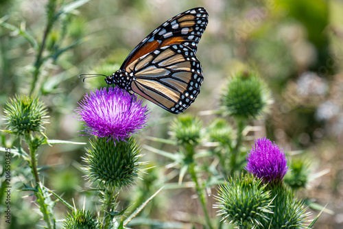 Konstfotografi Monarch Butterfly Feeding on Thistle, Sky Meadows State Park, Virginia