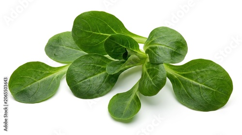 fresh green basil leaves isolated on white background, fresh organic herb close up, natural aromatic ingredient for food and salad