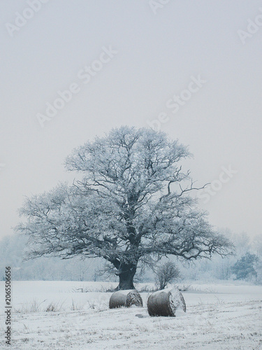 winter frozen tree branches