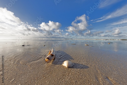 Shell and driftwood on reflective beach at low tide