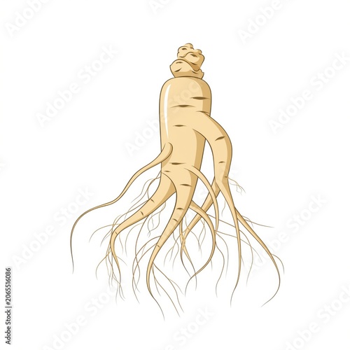 Root vegetable illustration featuring ginseng roots with a unique twisted shape and fine hair-like extensions set on a clean white background