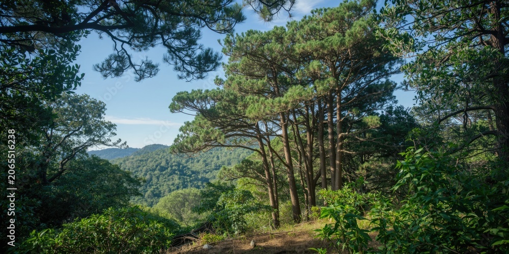 Fototapeta premium Pine trees on a hillside with lush green foliage
