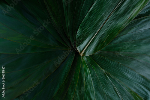 Green leaf texture with radial motion blur