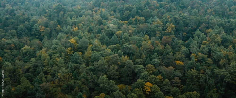 Obraz premium Dense green forest with hints of autumn colors
