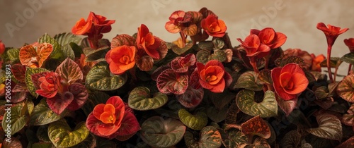 Vibrant tuberous begonias displaying multiple cultivated Begonia varieties