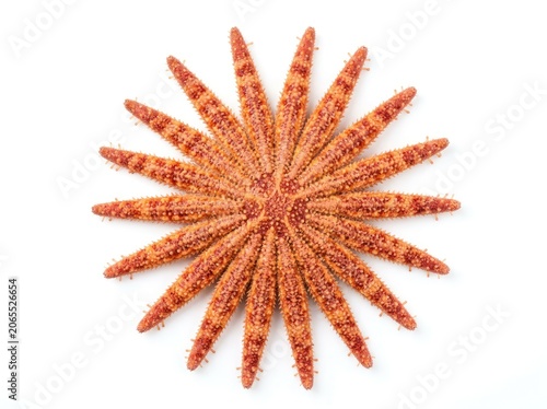 Sunflower Sea Star Isolated on White Background Featuring Multi Armed Marine Invertebrate Texture and Ocean Wildlife Detail