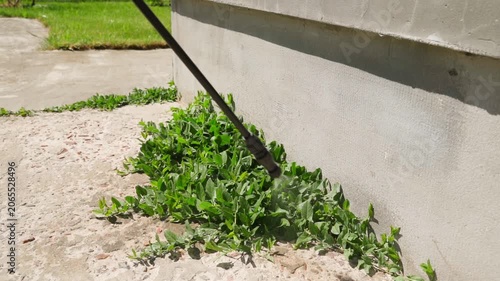 Spraying herbicide on weeds growing near house foundation close-up
