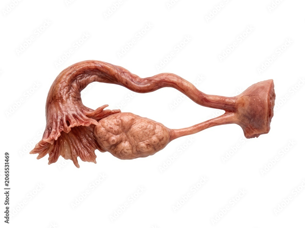 Obraz premium Human Fallopian Tube and Ovary Anatomical Model