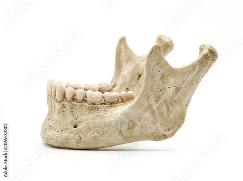Human Mandible with Teeth Isolated on White Background