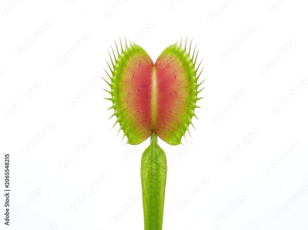 Obraz premium Venus flytrap with red inside and green outside in close-up view