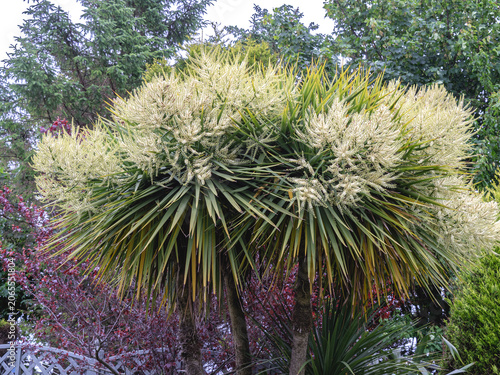 Flowering New Zealand cabbage tree, Cordyline australis