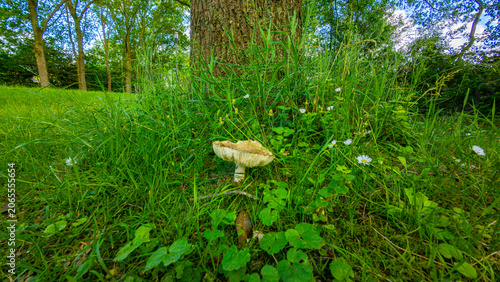 mushroom in the forest