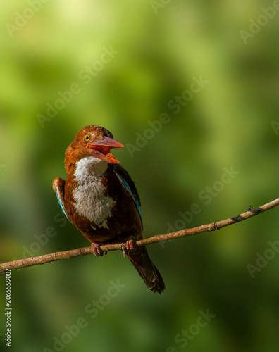 Foto White-throated kingfisher (Halcyon smyrnensis) perched on a branch with open bea
