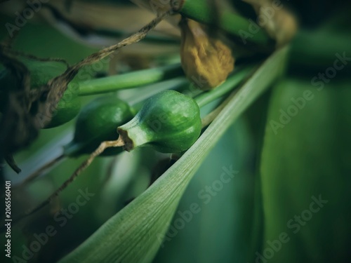 close up of young fruit of an ornamental plant from the Amaryllidaceae family such as Lily