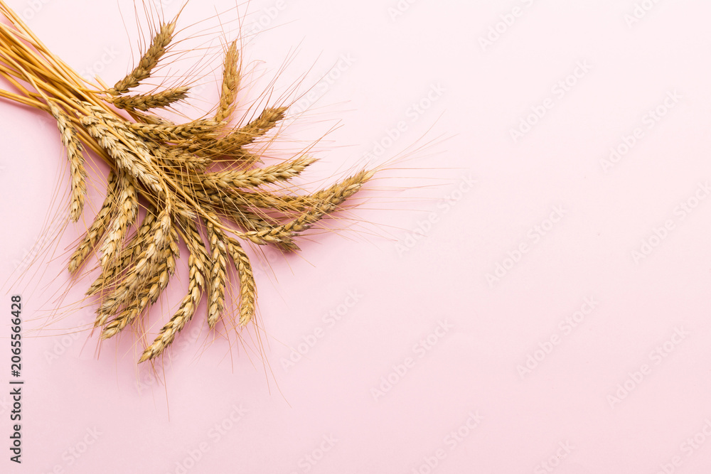 Obraz premium Sheaf of wheat ears close up and seeds on colored background. Natural cereal plant, harvest time concept. Top view, flat lay with copy space. world wheat crisis