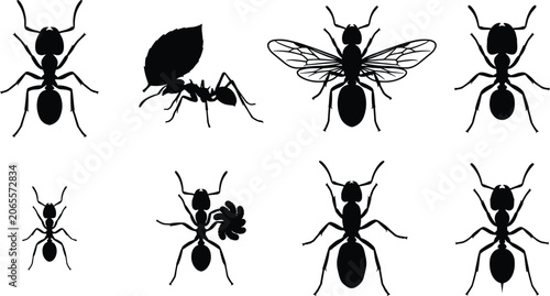 Fotografía Ant Colony Silhouette Vector Set Featuring Worker Ants Queen with Wings and Leaf