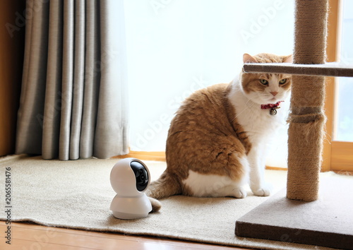 Pet camera watching over an adorable Munchkin cat relaxing by the window during home alone time